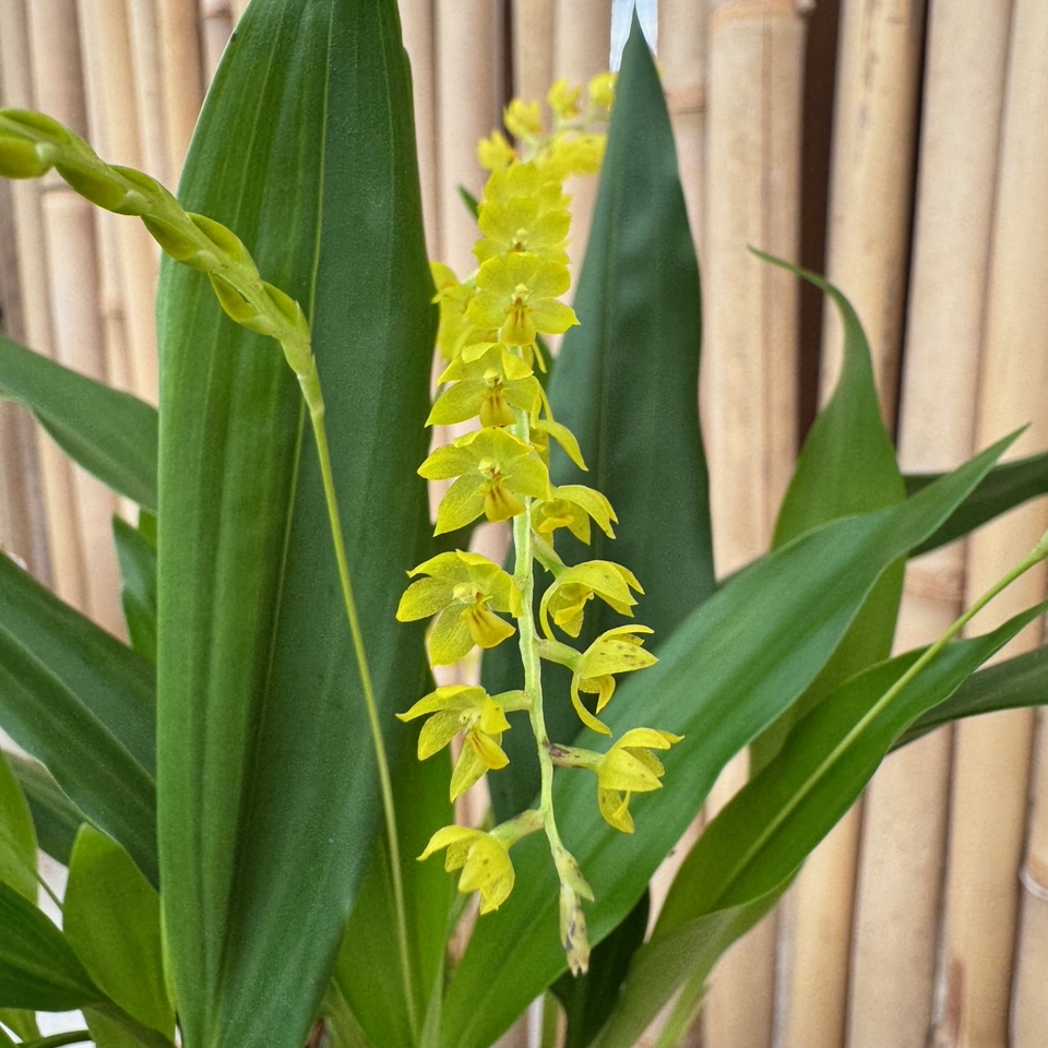 Dendrochilum formosa x self (4" Pot)-Not Blooming