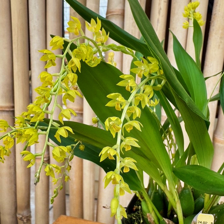 Dendrochilum formosa x self (4" Pot)-Not Blooming