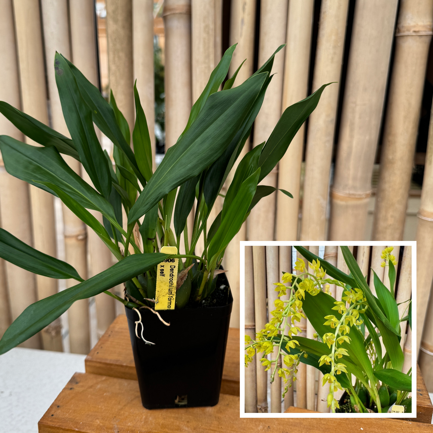 Dendrochilum formosa x self (4" Pot)-Not Blooming