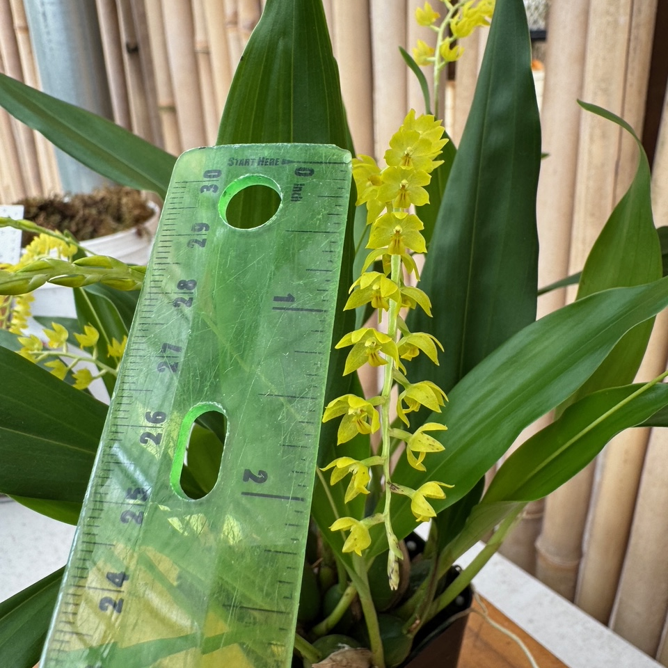 Dendrochilum formosa x self (4" Pot)-Not Blooming