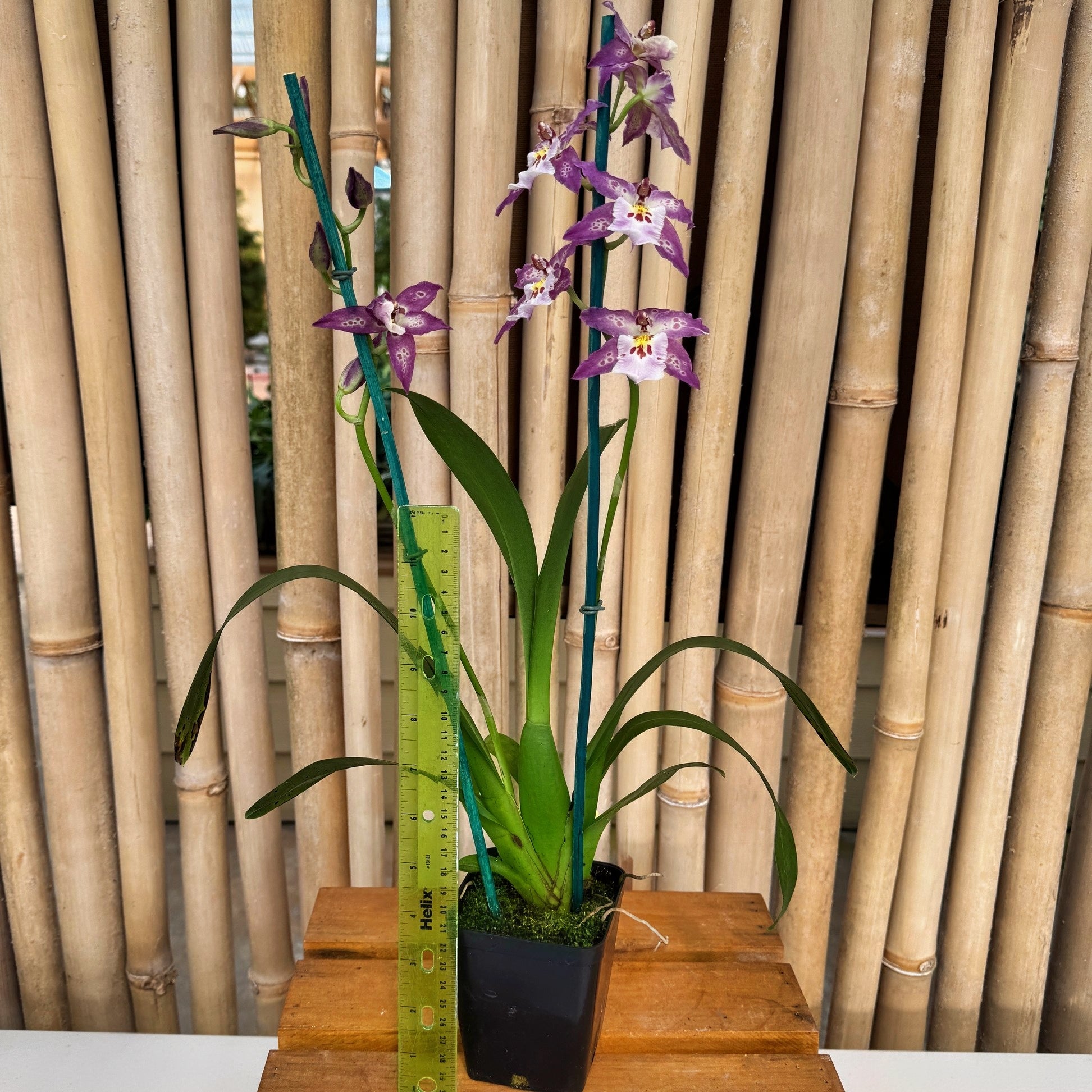 紫苑 Dgmra. Shibumi 'Purple Rain' (4