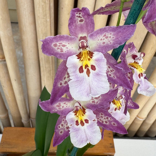 Dgmra. Shibumi 'Purple Rain' (4" Pot) - Buds