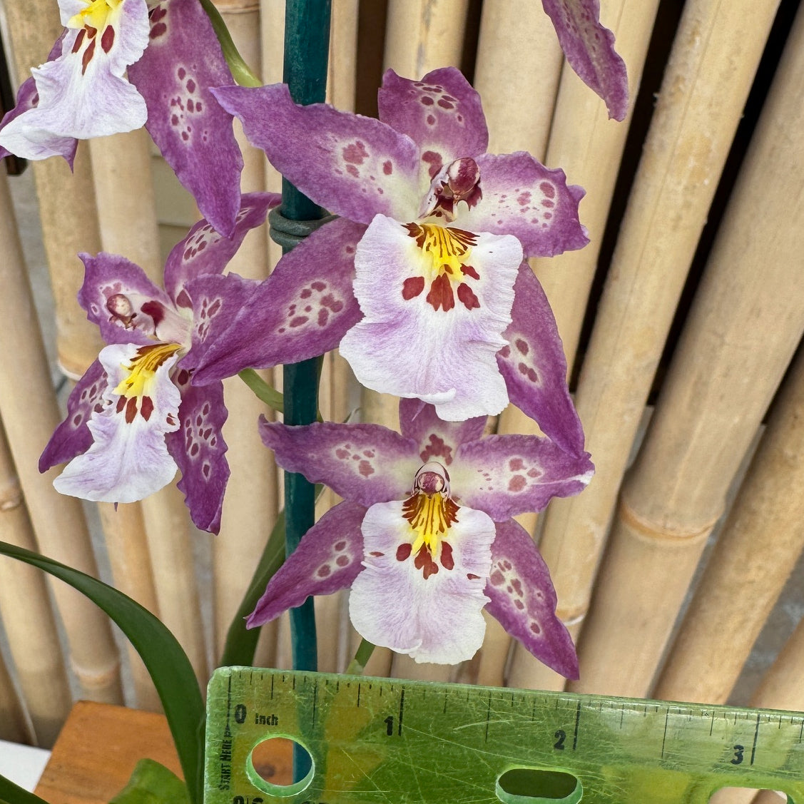 Dgmra. Shibumi 'Purple Rain' (4" Pot) - Buds