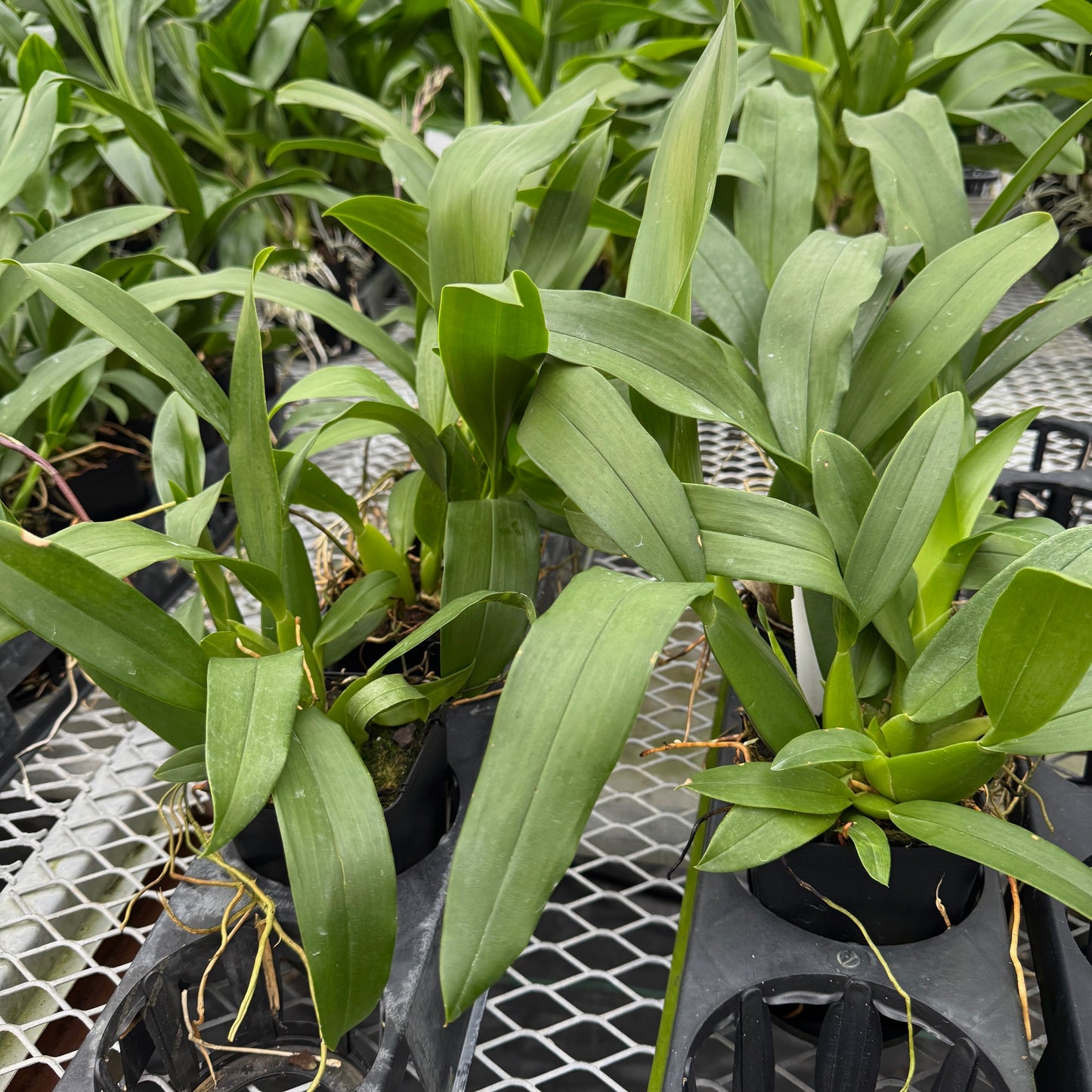 Brassia Aunty Diana Aki 'Malika' (4" Pot) -Not Blooming