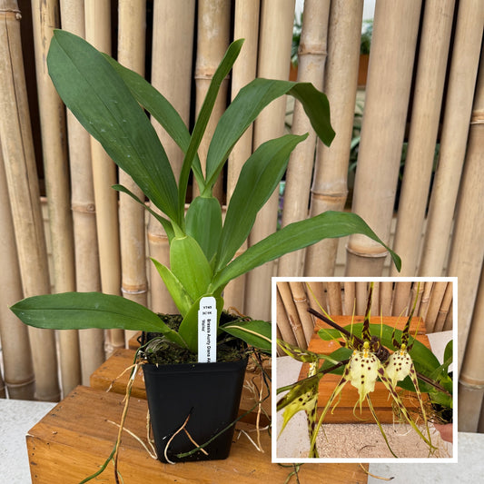 Brassia Aunty Diana Aki 'Malika' (4" Pot) -Not Blooming