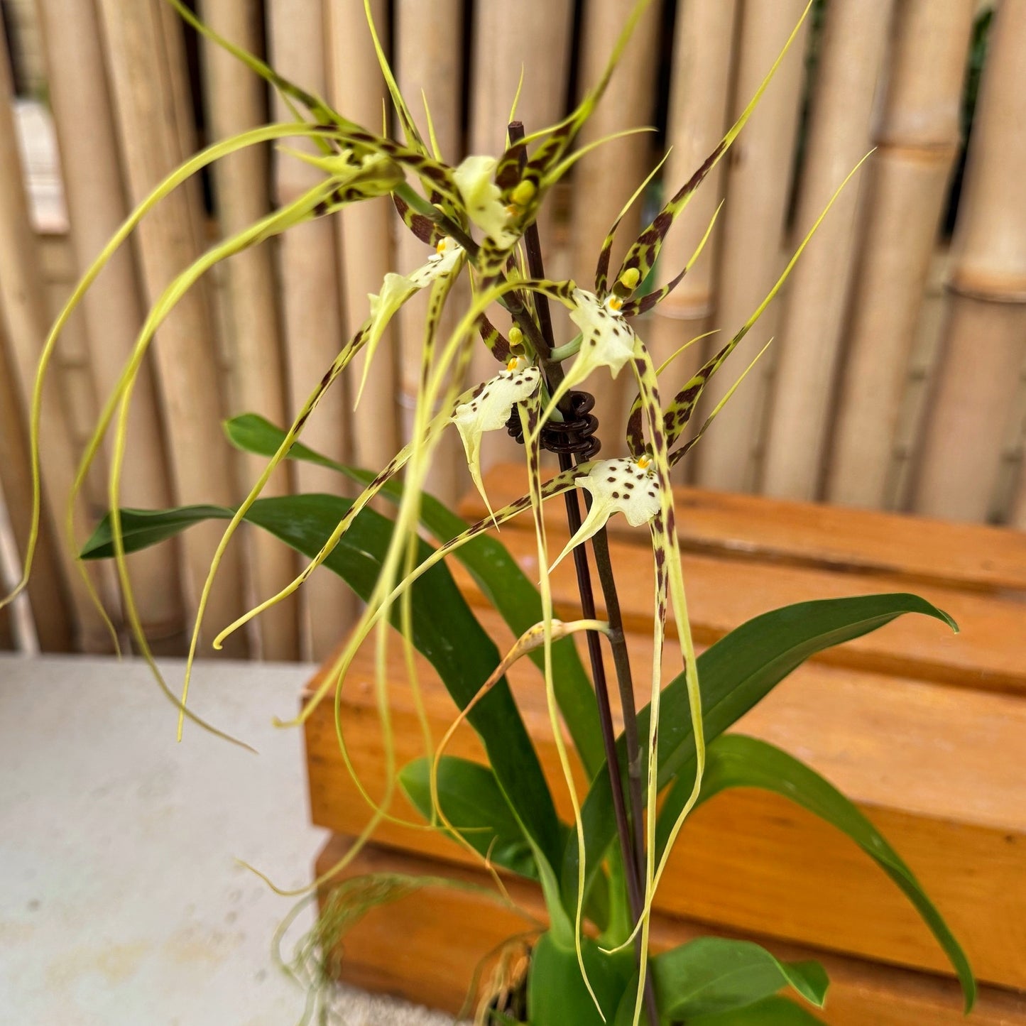 Brassia Aunty Diana Aki 'Malika' (4"Pot) - Buds