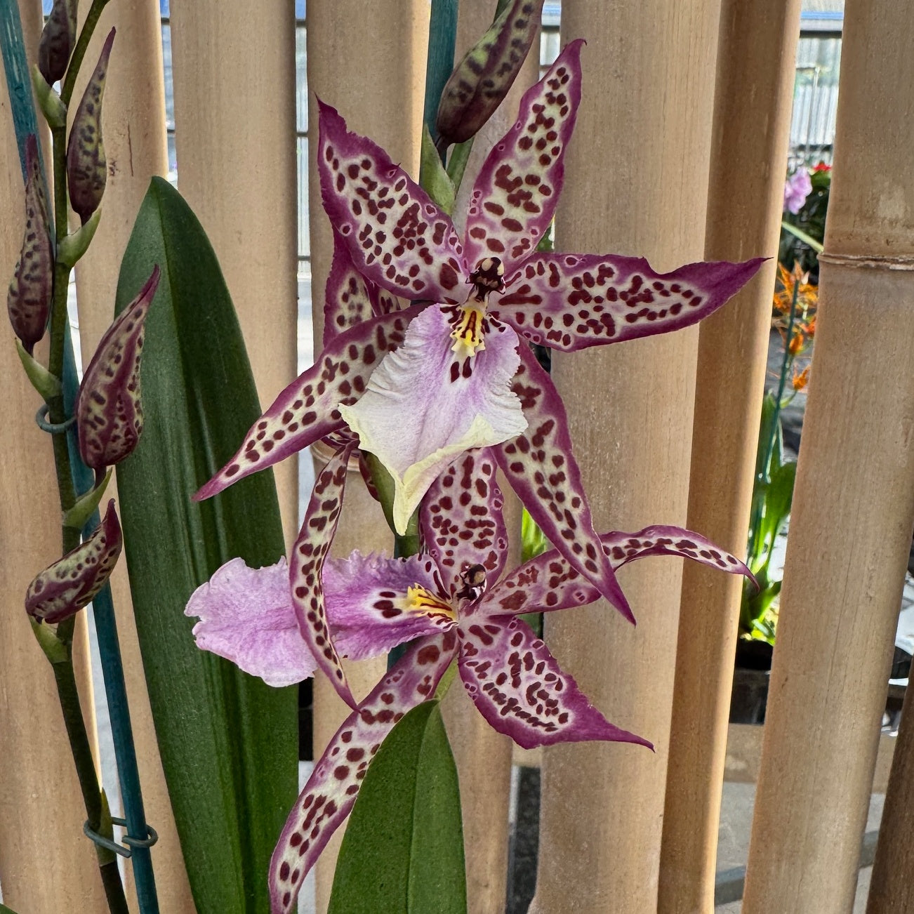Bllra. Mem. Donald Yamada 'FJ-72' (4" Pot) - Buds