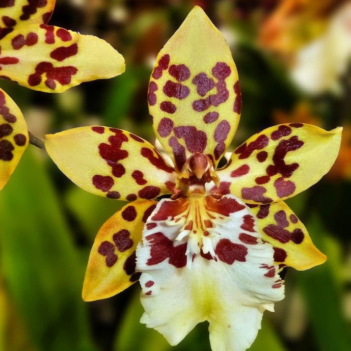 Oncidium Dorothy Wisnom 'Golden Gate' (4" Pot) - Not Blooming