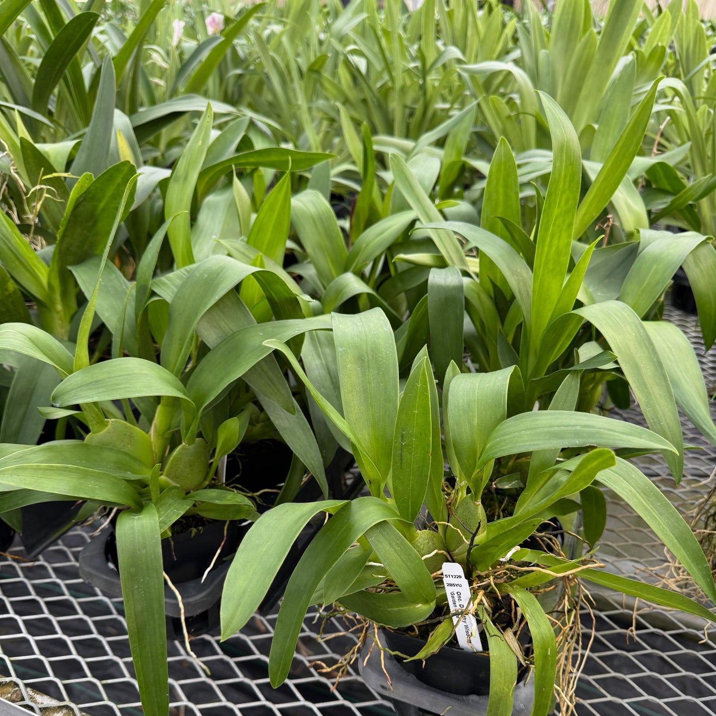 Oncidium Dorothy Wisnom 'Golden Gate' (4" Pot) - Not Blooming