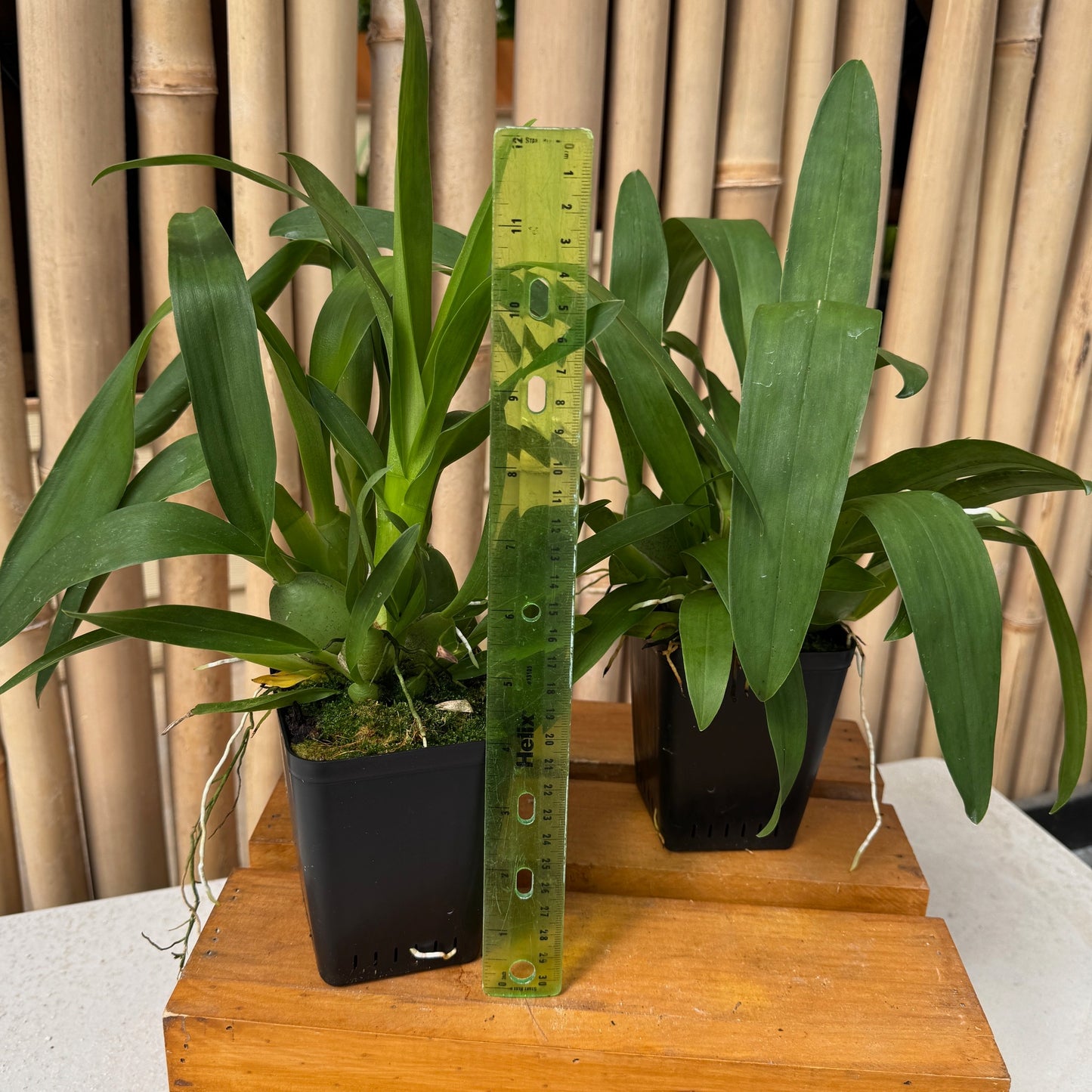 Oncidium Dorothy Wisnom 'Golden Gate' (4" Pot) - Not Blooming