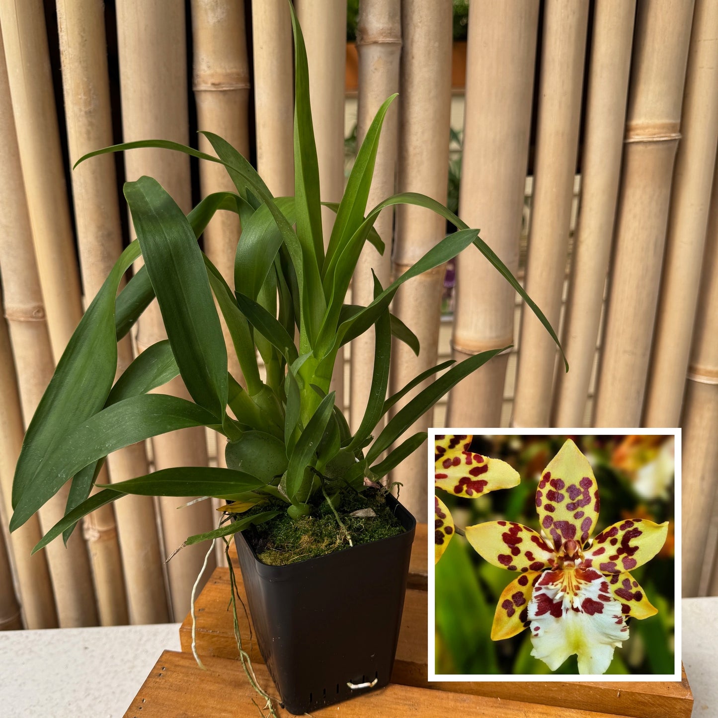 Oncidium Dorothy Wisnom 'Golden Gate' (4" Pot) - Not Blooming