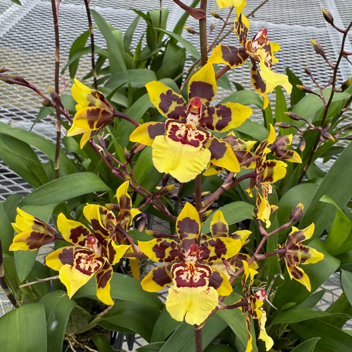 Oncidium Dorothy Wisnom 'Golden Gate'