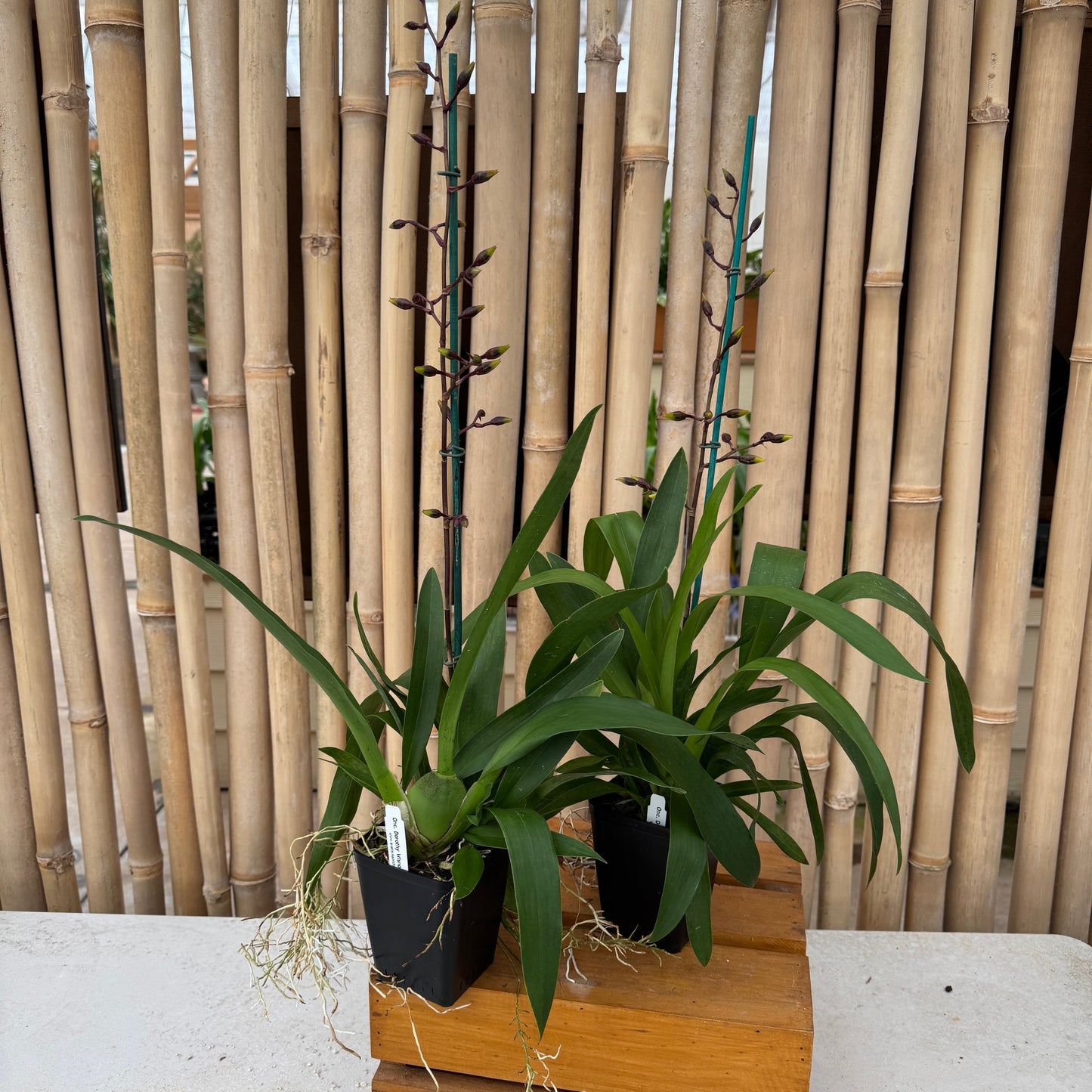 Oncidium Dorothy Wisnom 'Golden Gate'