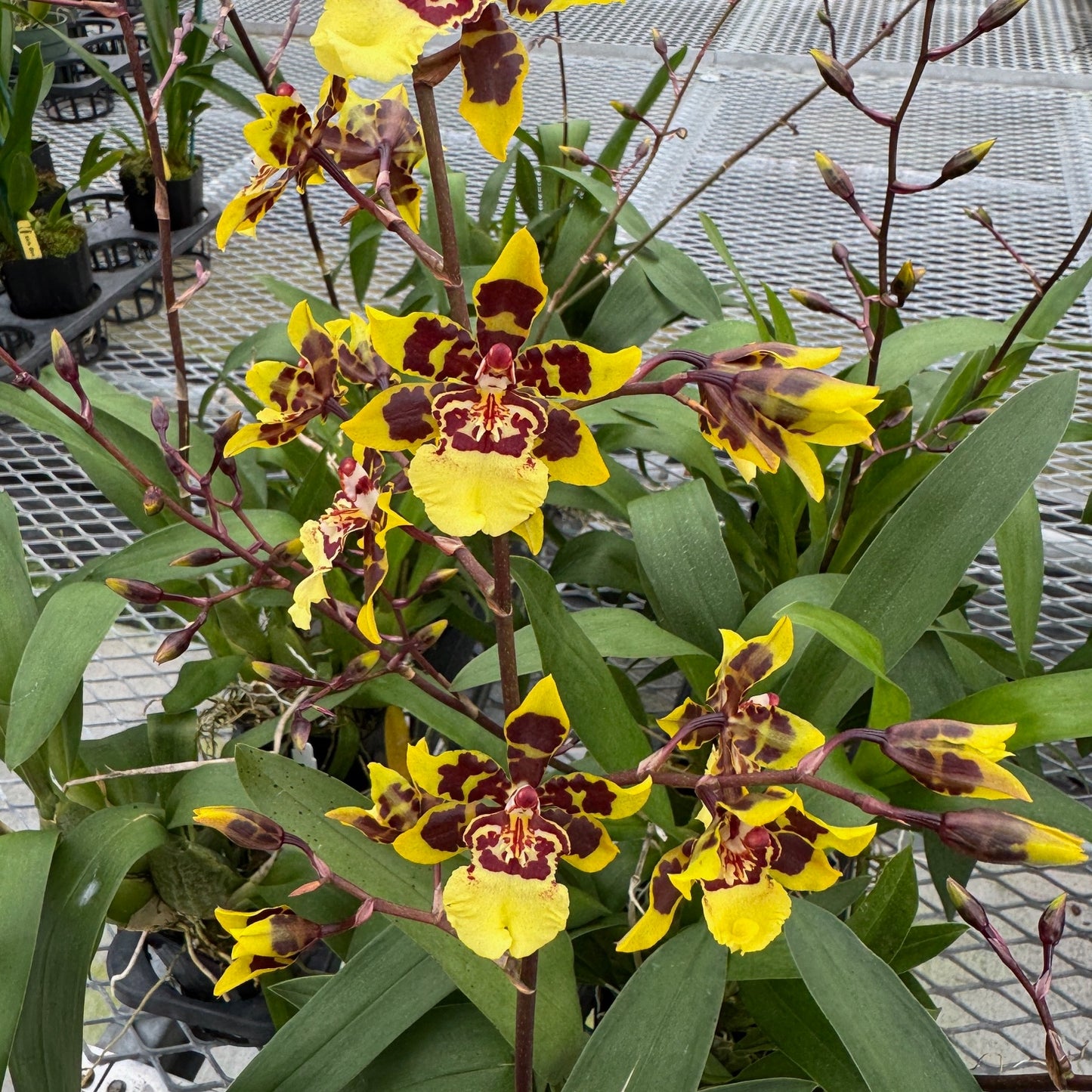 Oncidium Dorothy Wisnom 'Golden Gate'