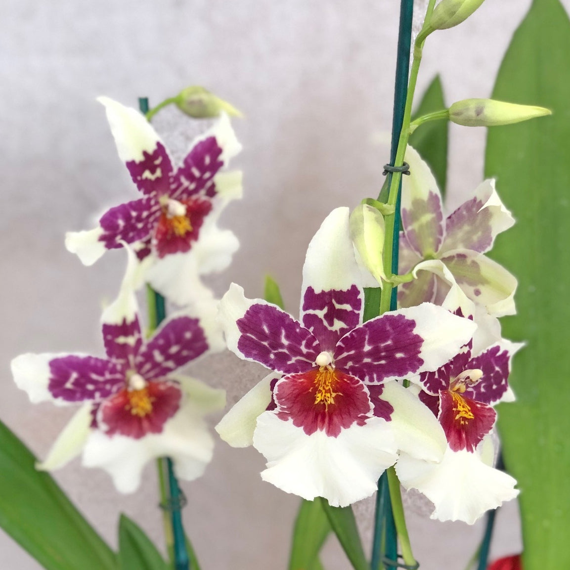 Bllra. Big Shot 'Hilo Sparkle' (4" Pot) - Buds