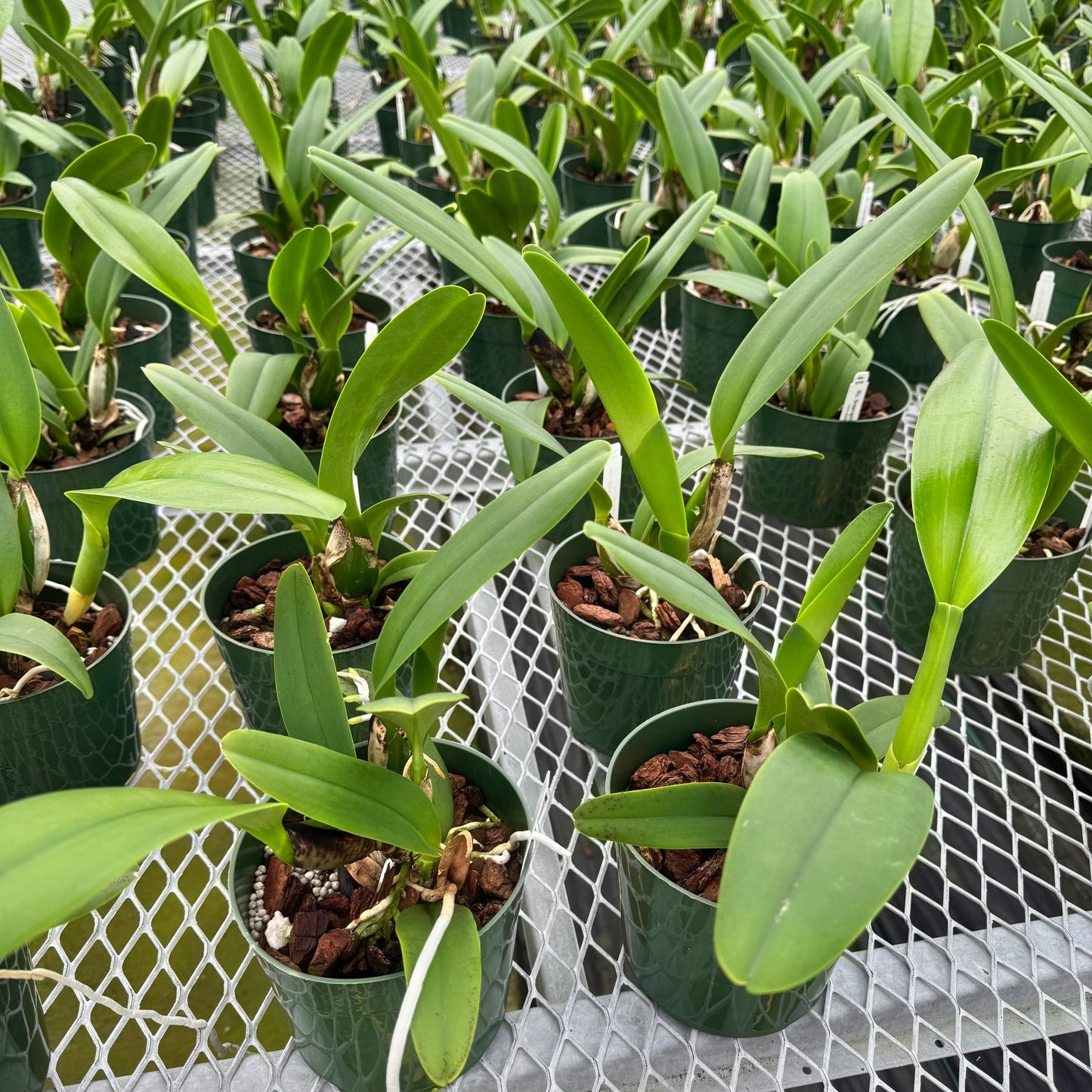 Rlc. Dreamspinner 'Volcano Queen' (5.5" Pot) -Not Blooming