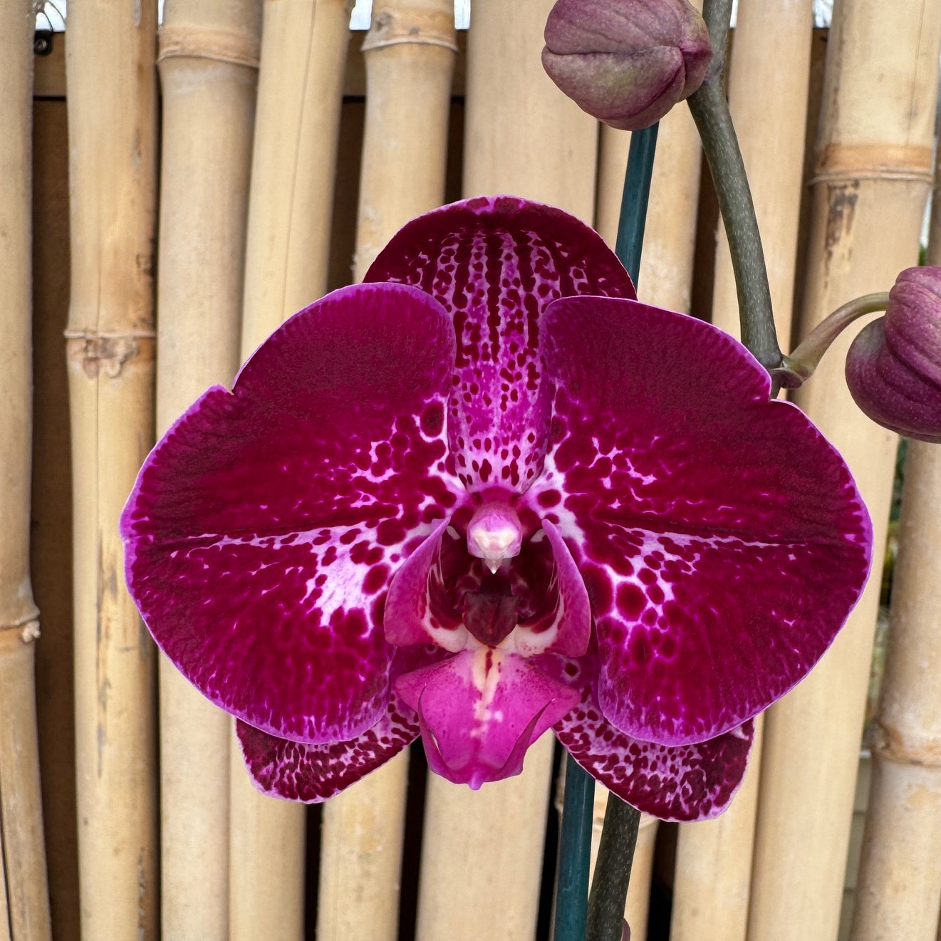 Dtps. Yu Pin Fairlady