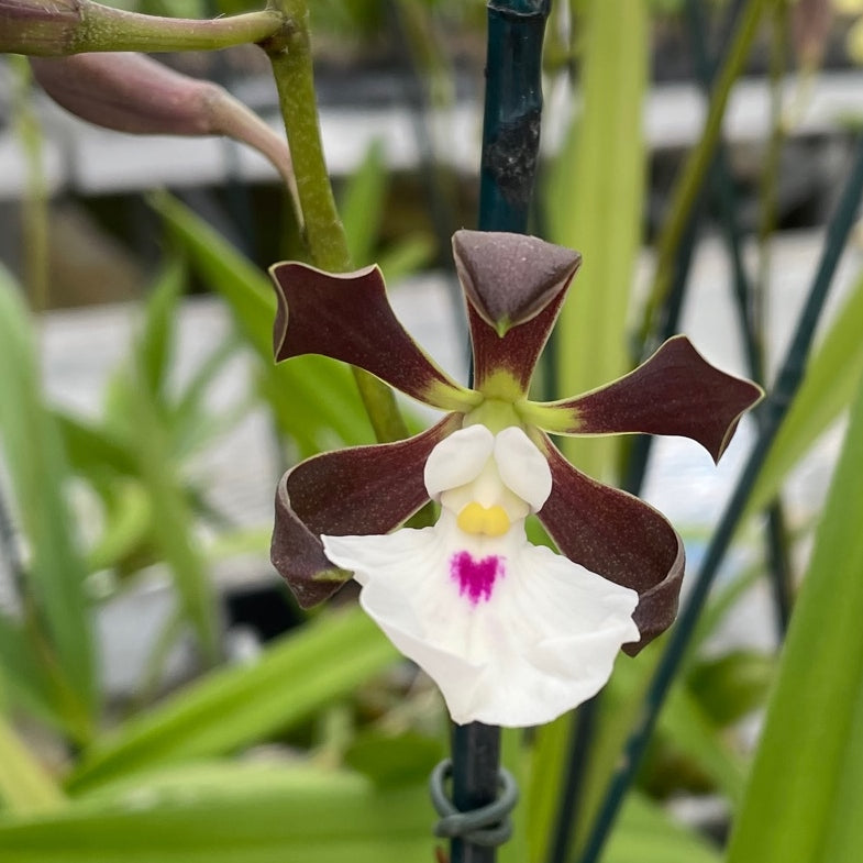 Encyclia cordigera x sib (4" Pot) - Not Blooming