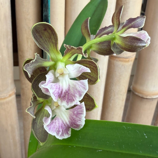 Encyclia cordigera x Epi. robustum (4" Pot) - Buds
