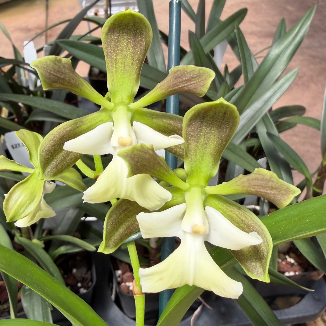 Encyclia cordigera x Epi. robustum (4" Pot) - Not Blooming