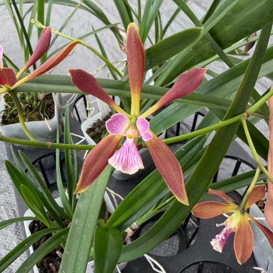 Encyclia Borincana 4N (4" Pot) - Buds
