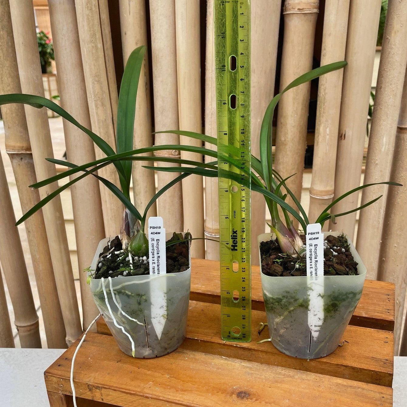 Encyclia Rioclarense  (4" Pot) - Not Blooming