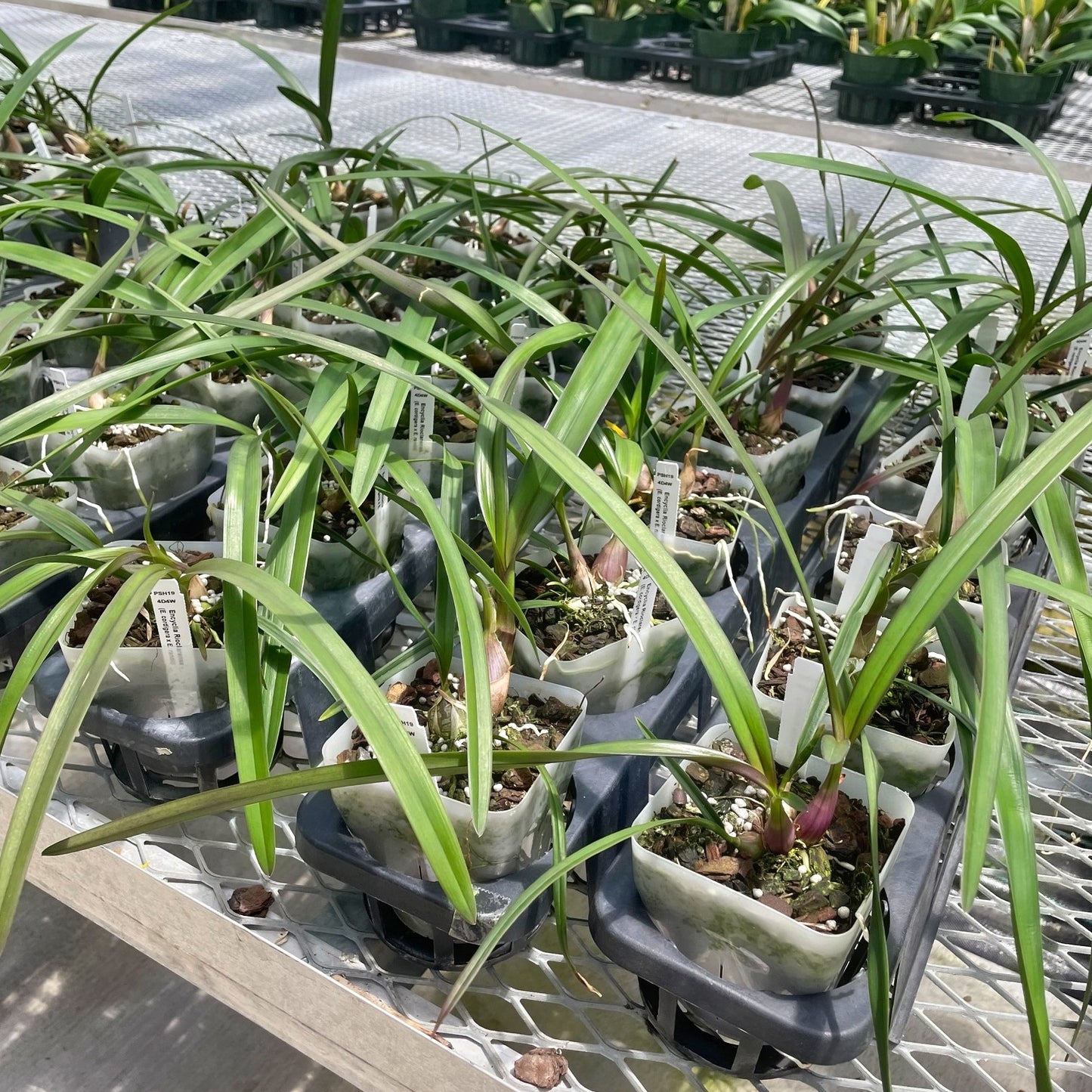 Encyclia Rioclarense  (4" Pot) - Not Blooming