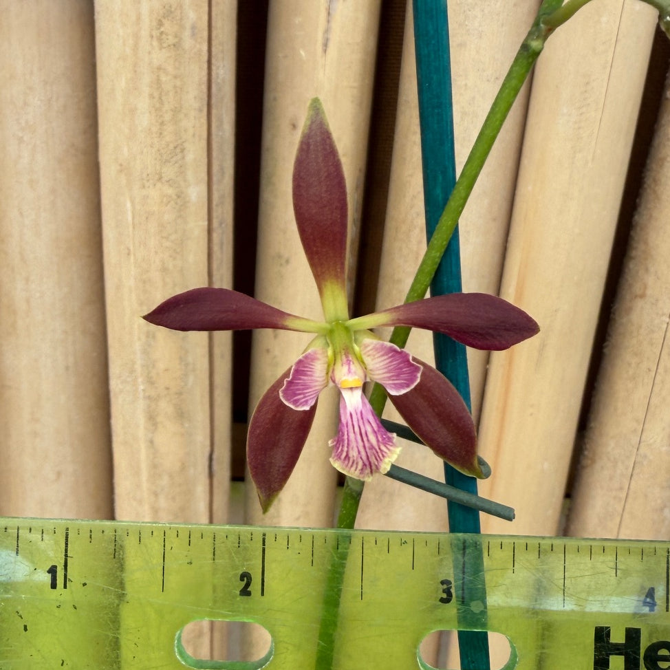 Encyclia Borincana 4N (4" Pot) - Buds