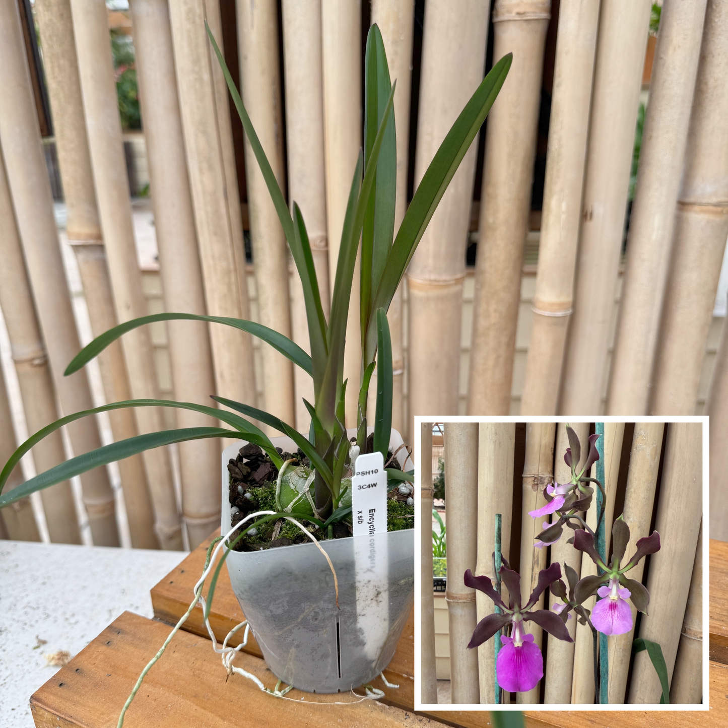 Encyclia cordigera x sib (4" Pot) - Not Blooming