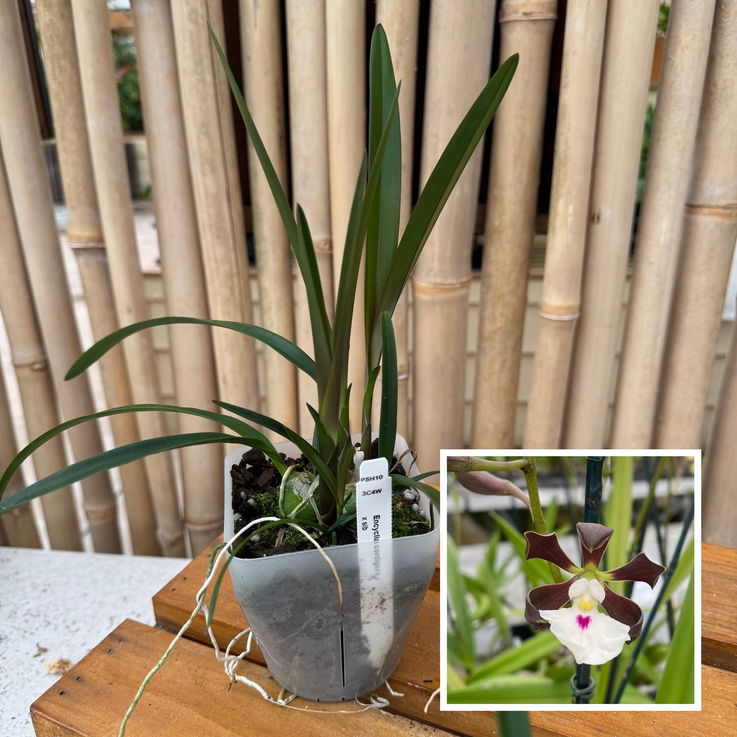 Encyclia cordigera x sib (4" Pot) - Not Blooming