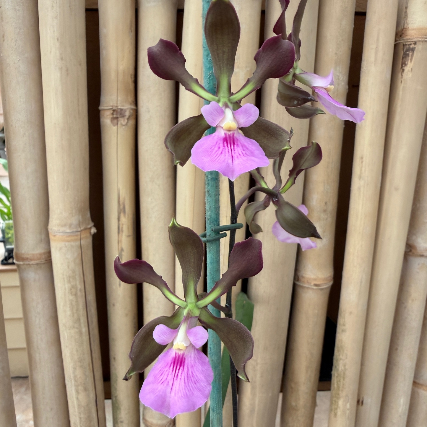 Encyclia cordigera x sib (4" Pot) - Not Blooming