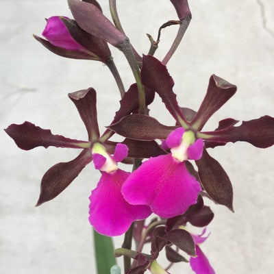 Encyclia Rioclarense  (4" Pot) - Not Blooming