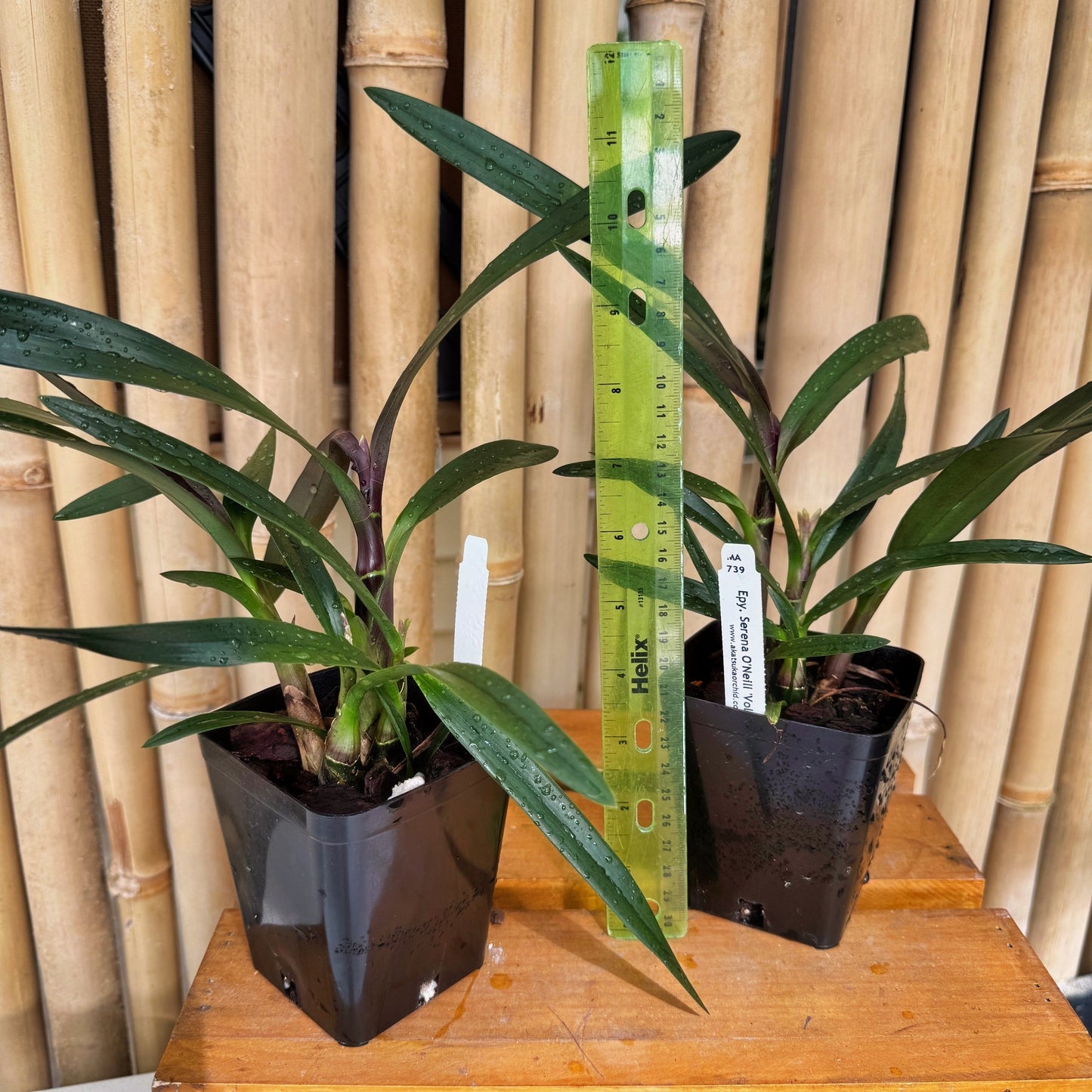 Epy. Serena O'Neill 'Volcano Queen' (4" Pot) - Not Blooming