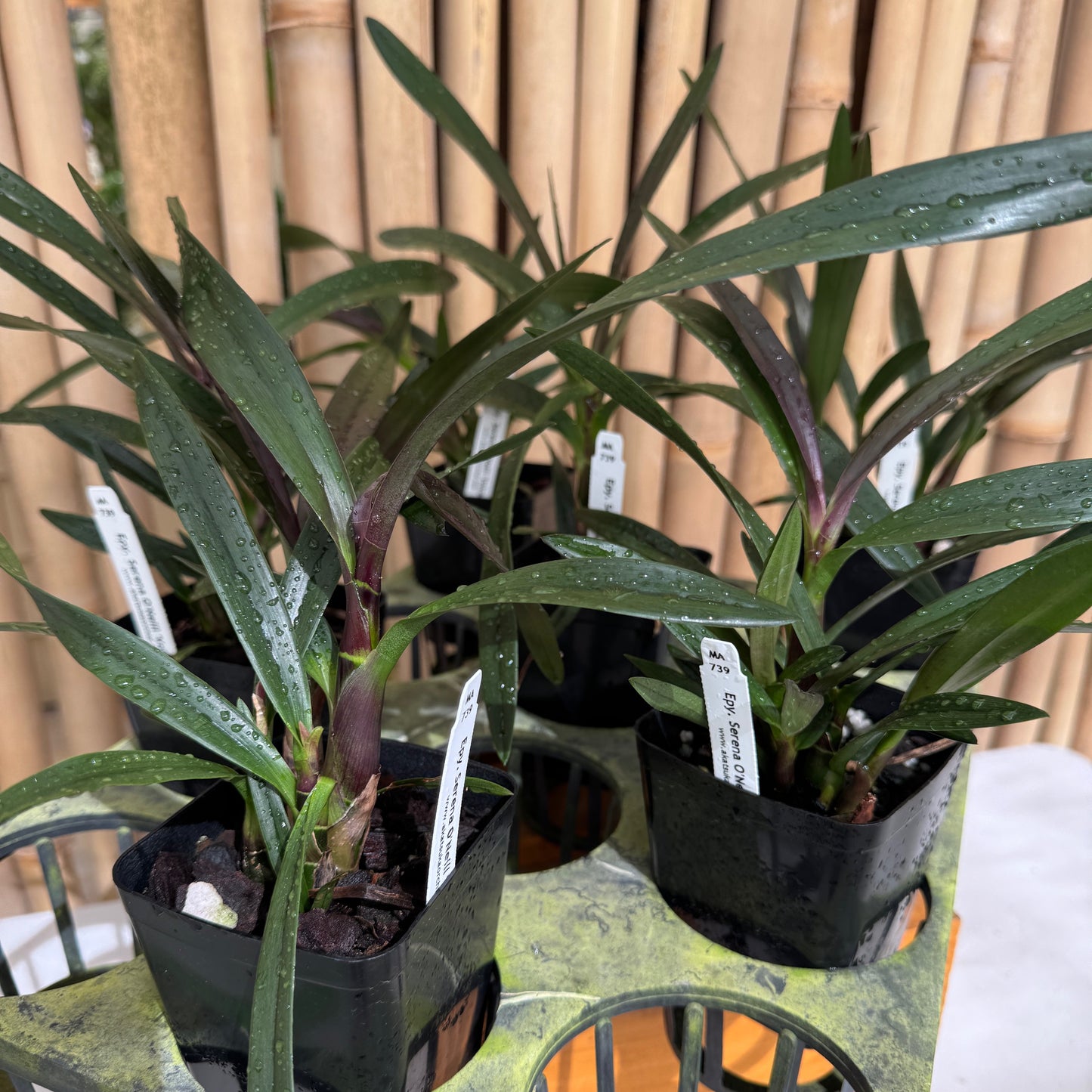 Epy. Serena O'Neill 'Volcano Queen' (4" Pot) - Not Blooming
