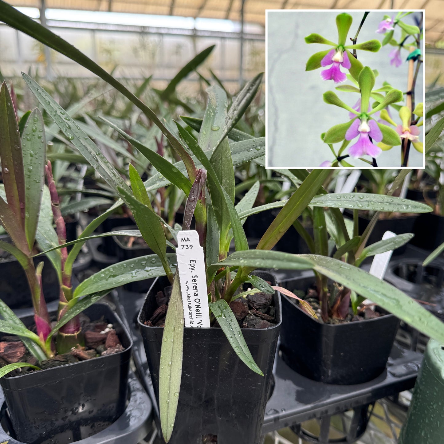 Epy. Serena O'Neill 'Volcano Queen' (4" Pot) - Not Blooming