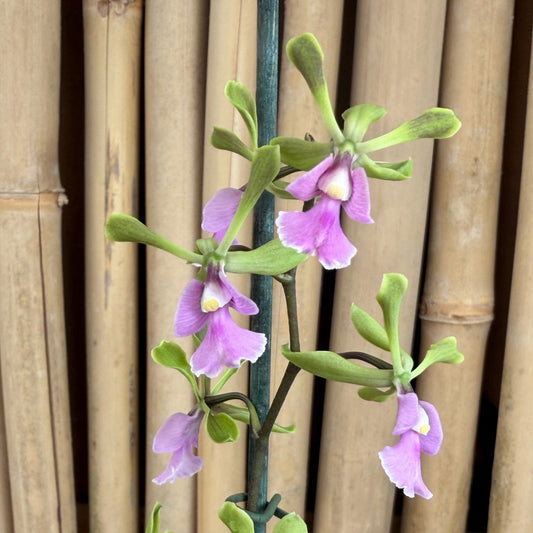 Epy. Serena O'Neill 'Volcano Queen' (4" Pot) - Buds