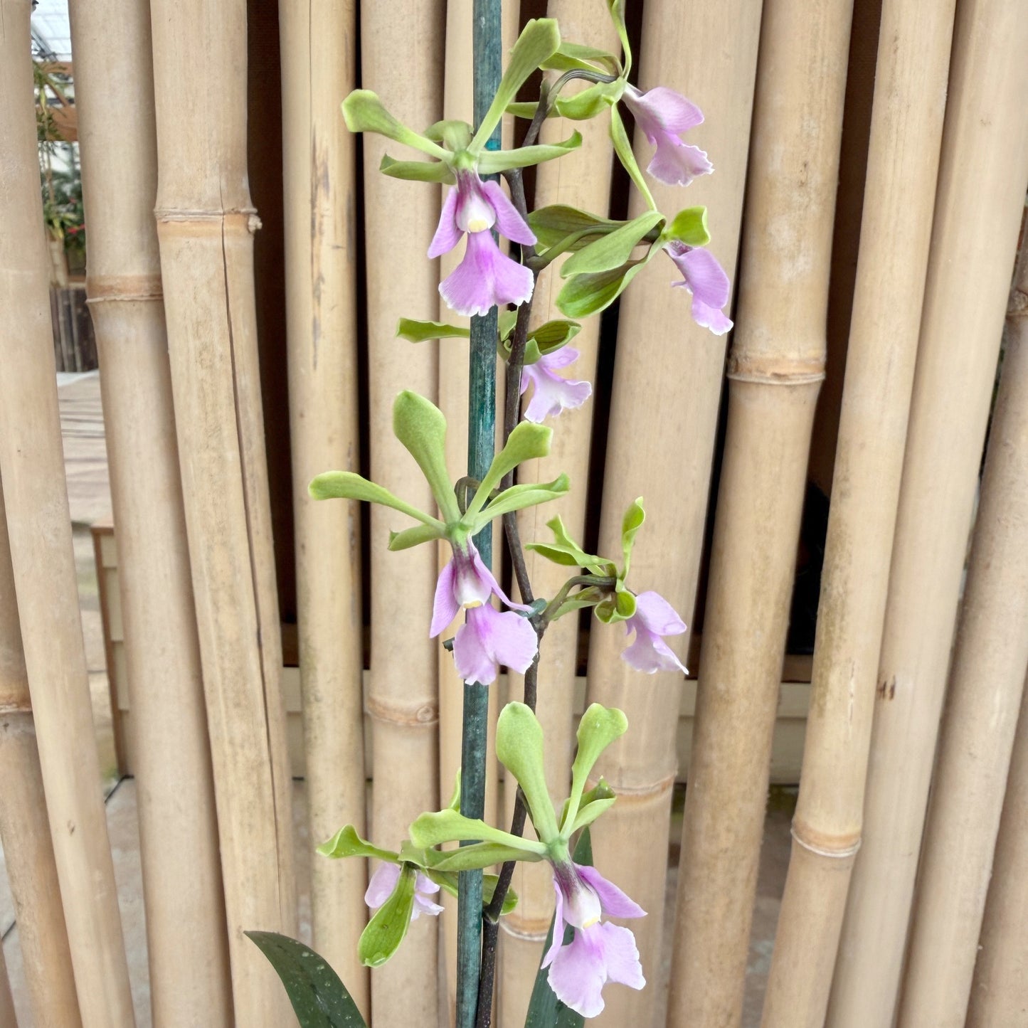 Epy. Serena O'Neill 'Volcano Queen' (4" Pot) - Buds