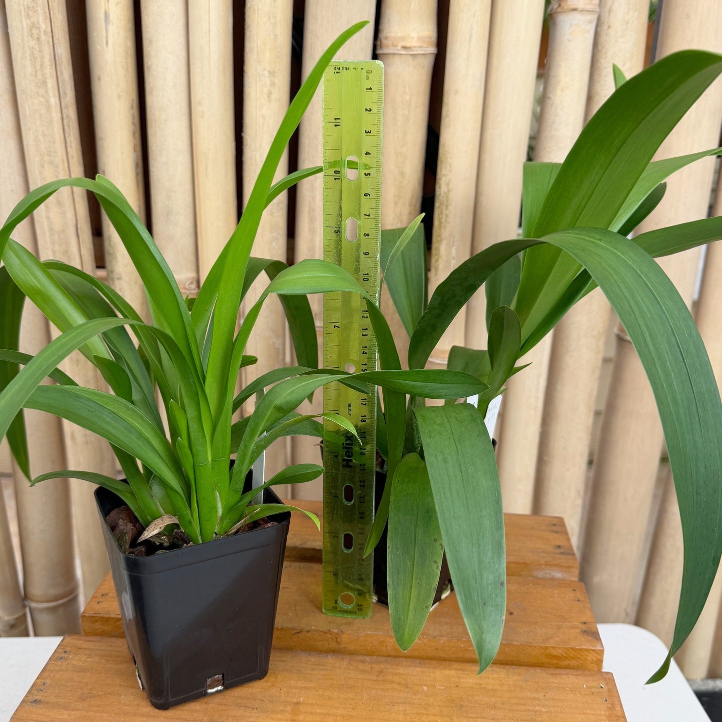 Wils. Eye Candy 'Pinkie' (4" Pot) - Not Blooming