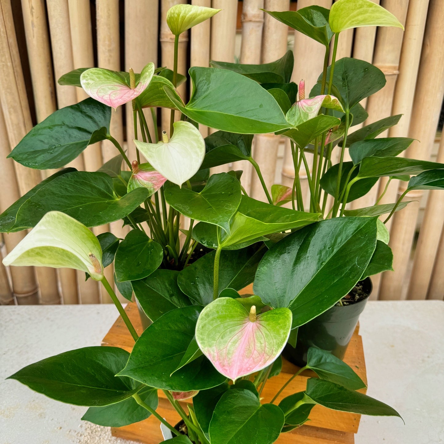 Anth. Fantasy Love (4" Pot) young