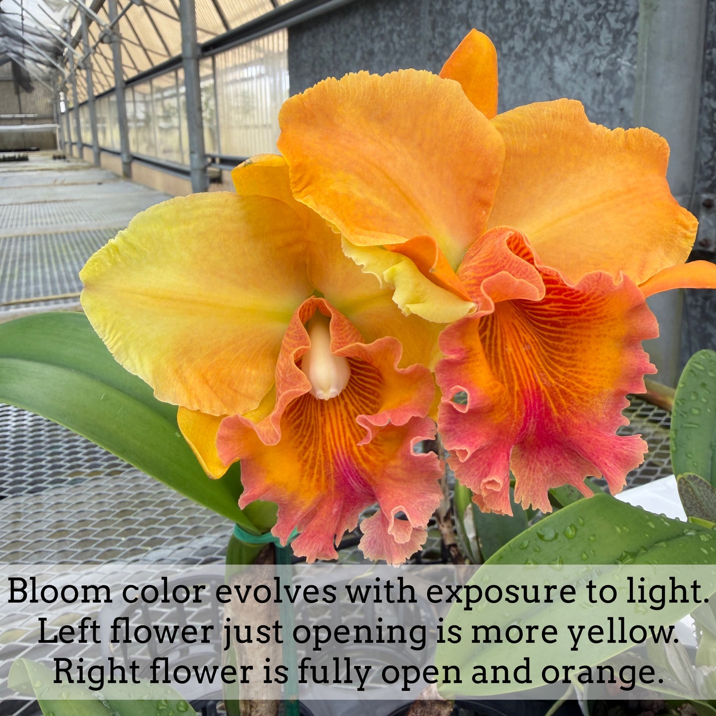Rlc. Fire Jewel 'Volcano Orange' (5.5" Pot) - Buds