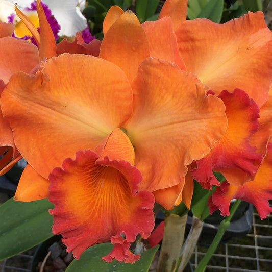 Rlc. Fire Jewel 'Volcano Orange' (5.5" Pot) - Buds