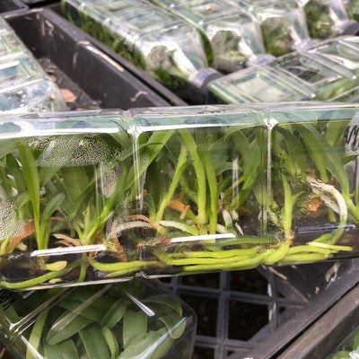 Rlc. Yoko Japan 1 'Volcano Queen' FLASK (Cattleya Clone)