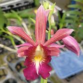 Calanthe Cooksoniae (4" Pot) - Buds