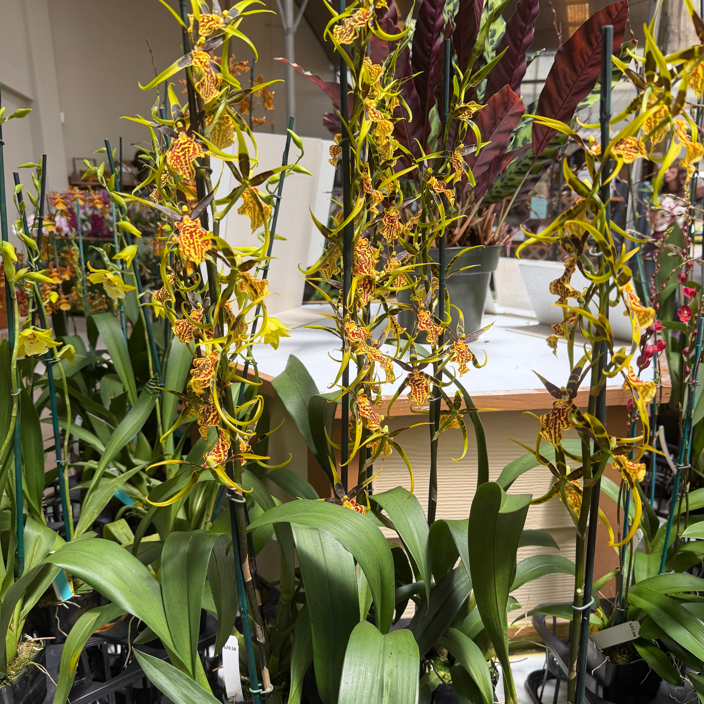 Bnfd. Gilded Tower 'Mystic Maze' (4" Pot) - OPEN BLOOMS