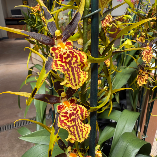 Bnfd. Gilded Tower 'Mystic Maze' (4" Pot) - OPEN BLOOMS