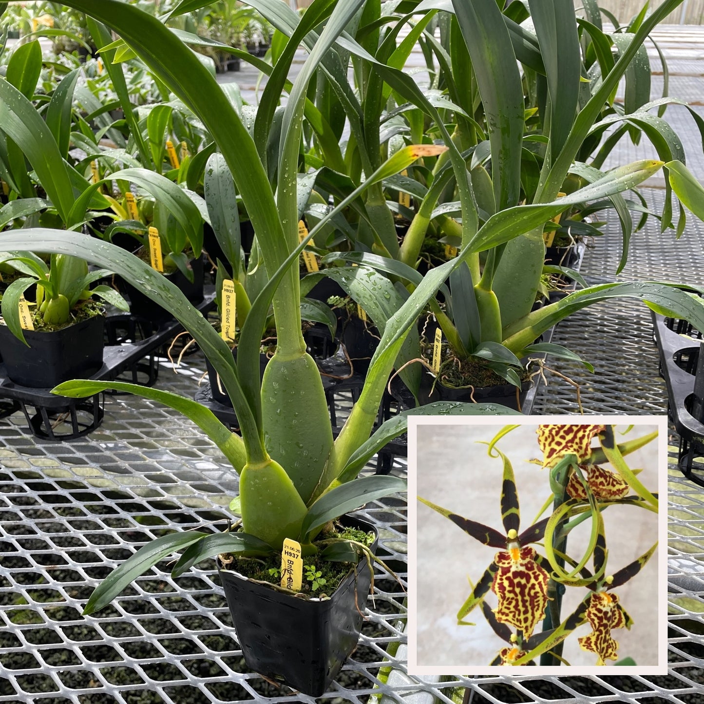 Bcd. Gilded Tower 'Mystic Maze' (4" Pot) - Not Blooming