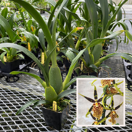 Bcd. Gilded Tower 'Mystic Maze' (4" Pot) - Not Blooming