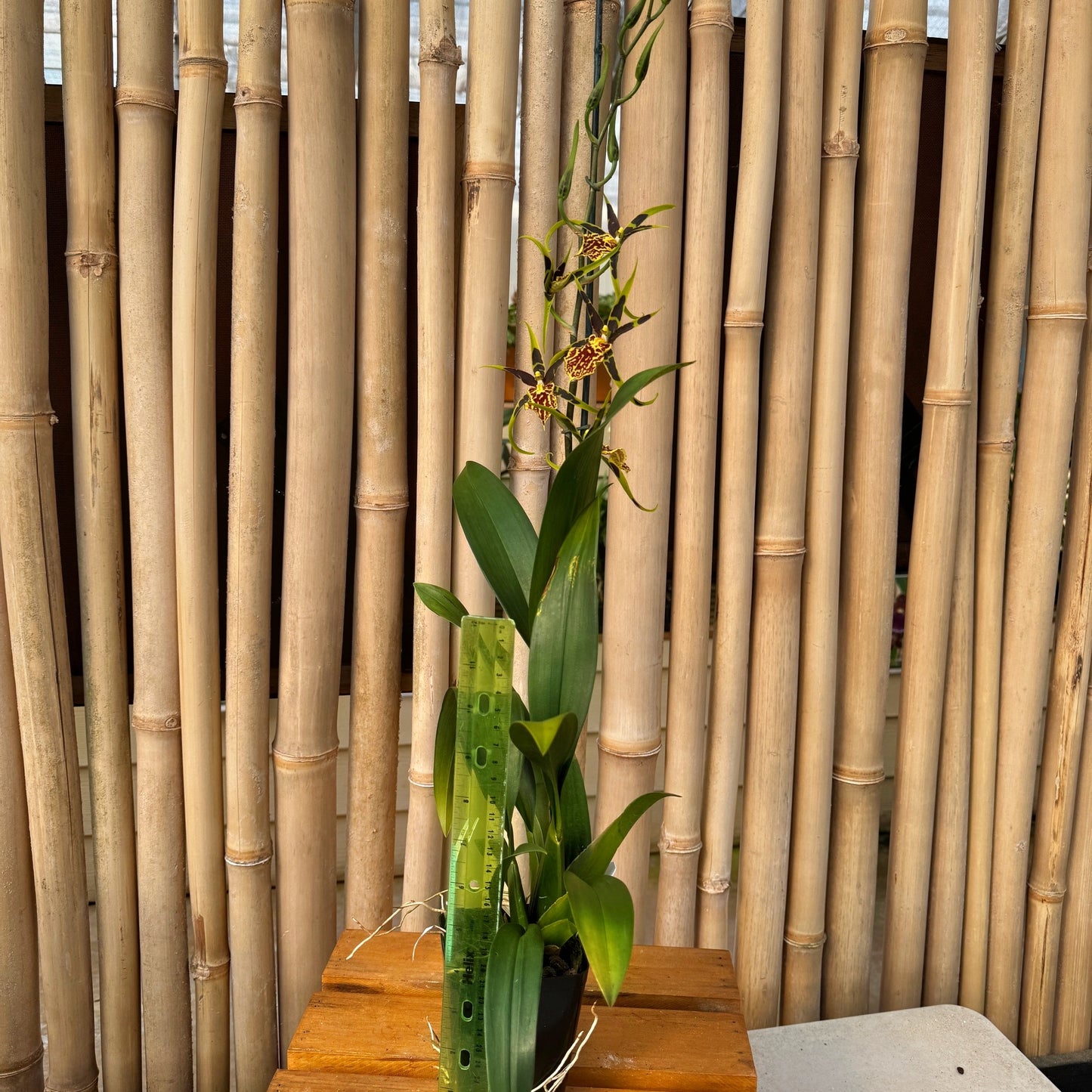 Bnfd. Gilded Tower 'Mystic Maze' (4" Pot) - Buds