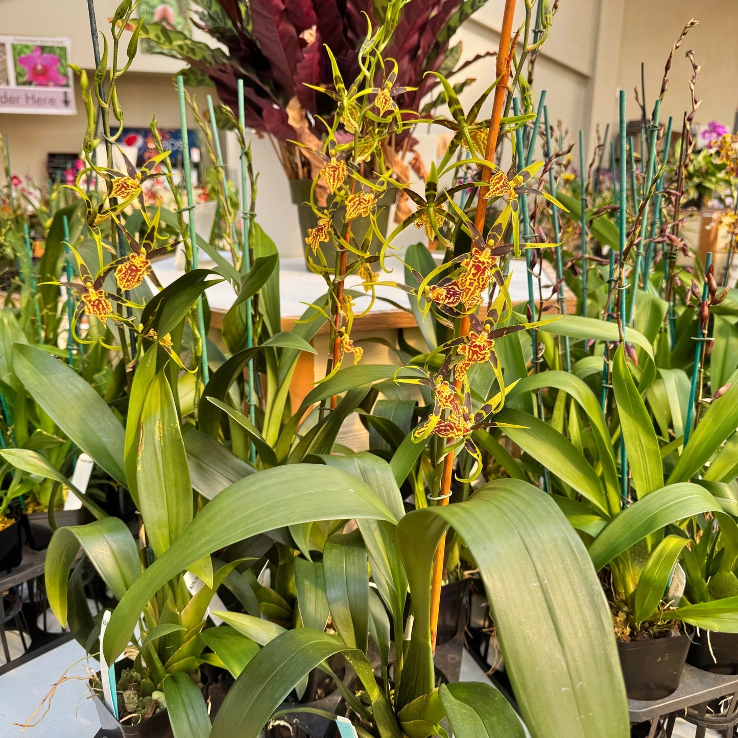 Bnfd. Gilded Tower 'Mystic Maze' (4" Pot) - Buds