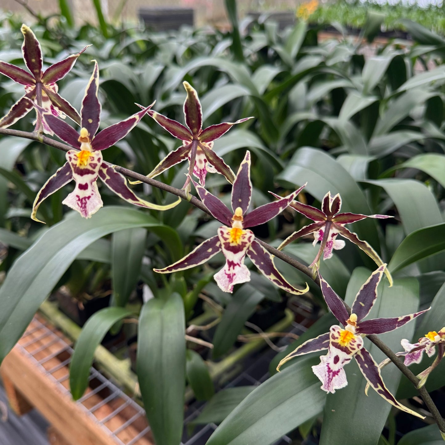 Brassidium Golden Gamine 'White Knight' - Buds